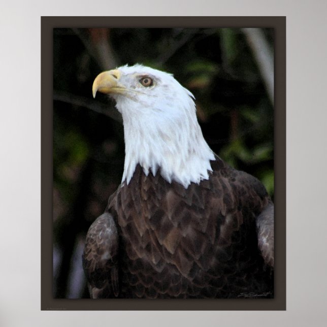 Poster Imprimé Bald Eagle Art -20x24 -ou plus petit (Devant)