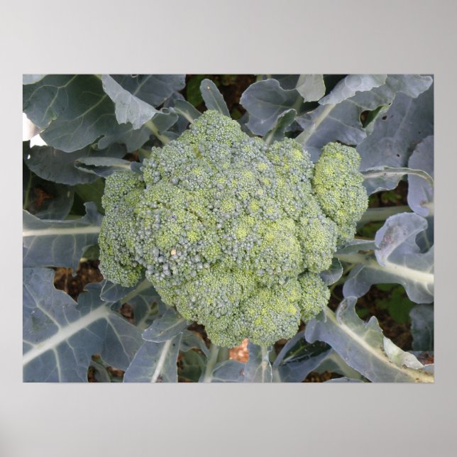 Poster Imprimé Brocoli (Devant)