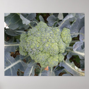 Poster Imprimé Brocoli