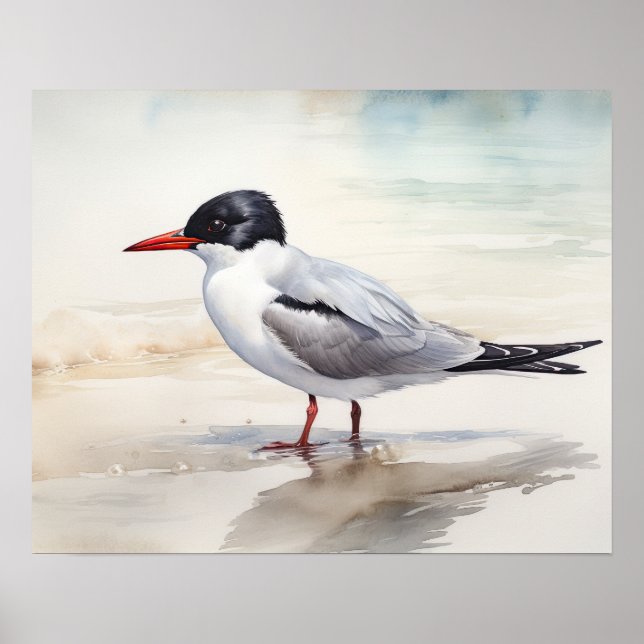 Poster imprimé d'art ornithologique Sternidae (Devant)