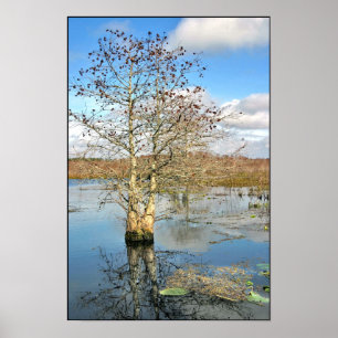 Poster imprimé : Deux arbres en un