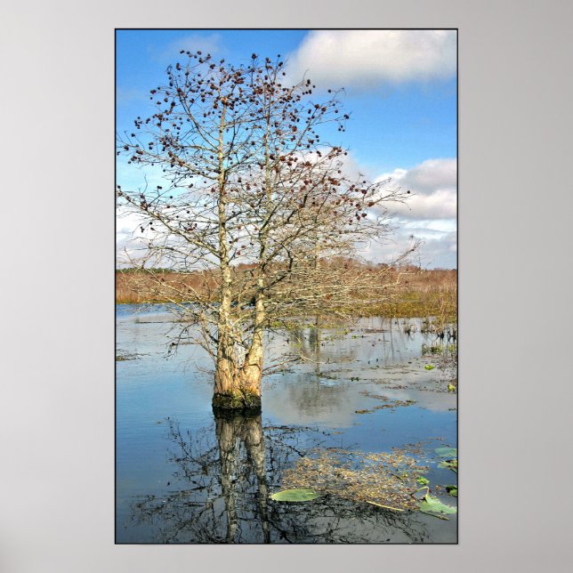 Poster imprimé : Deux arbres en un (Devant)