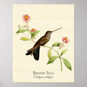 Poster Imprimer Bronzy Inca Hummingbird