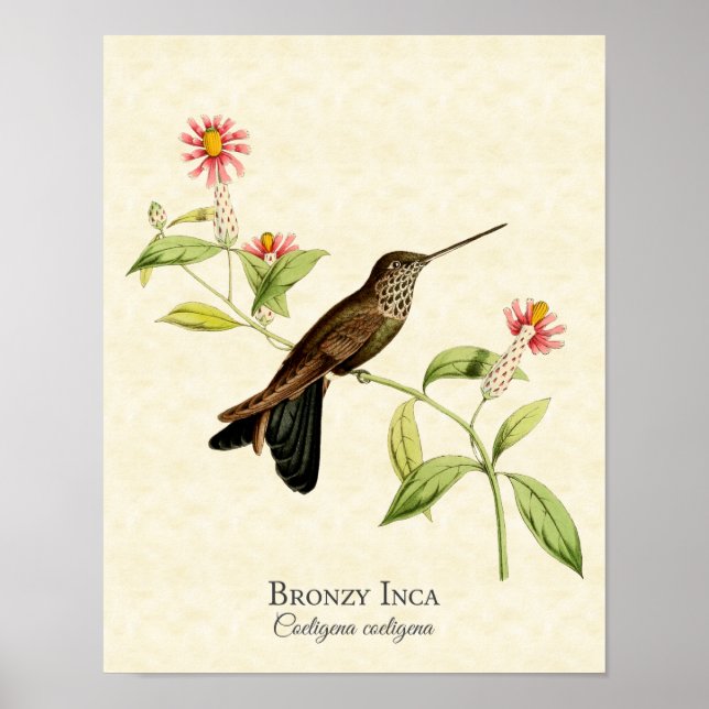 Poster Imprimer Bronzy Inca Hummingbird (Devant)
