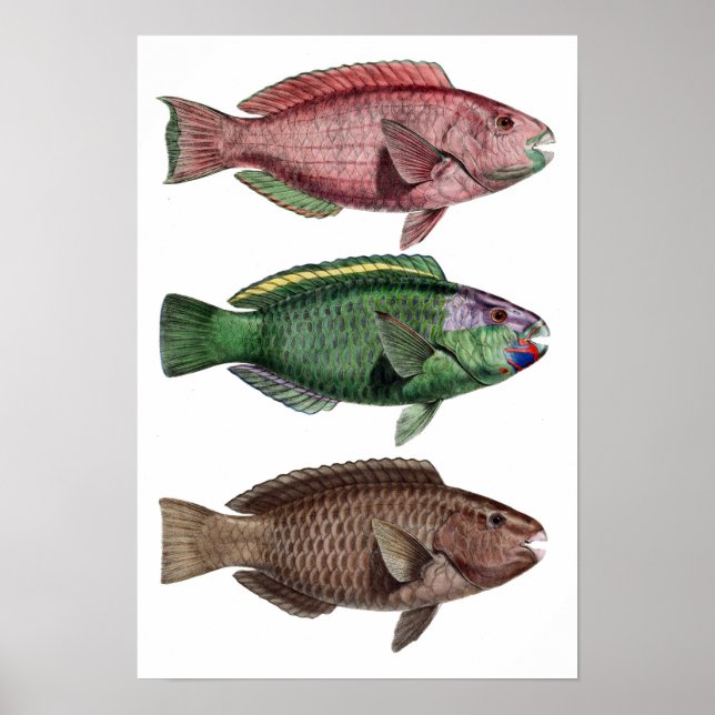 Poster Imprimer "Chlorurus Troschelii" (Devant)