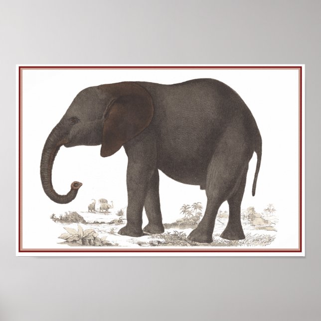 POSTER IMPRIMER ÉLÉPHANT (Devant)