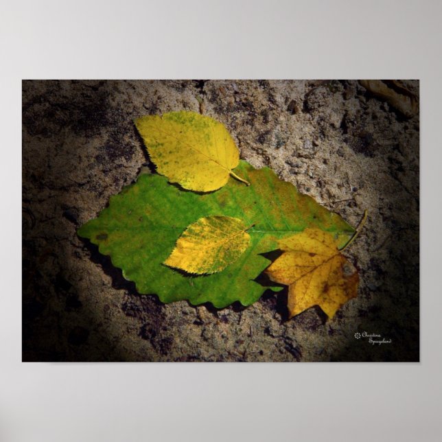 Poster Imprimer Feuilles en chêne (Devant)