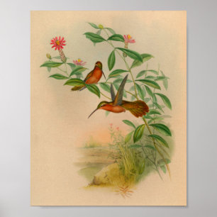 Poster Imprimer Hermite Hummingbird vintage 1861