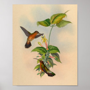 Poster Imprimer Hermite Hummingbird vintage 1861