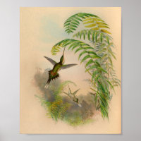 Imprimer Hermite Hummingbird vintage 1861