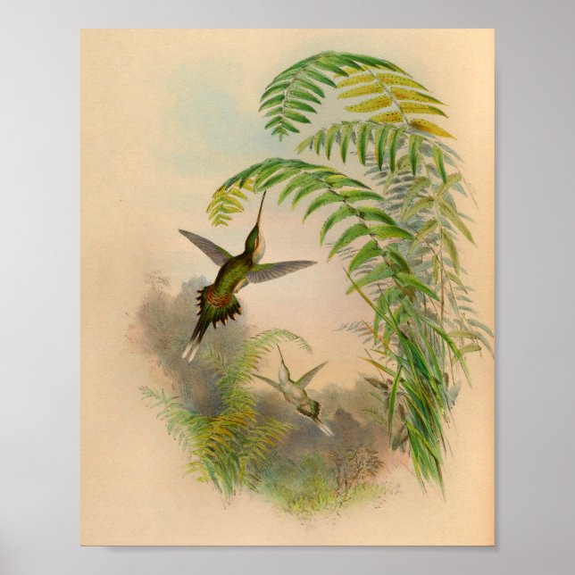 Poster Imprimer Hermite Hummingbird vintage 1861 (Devant)