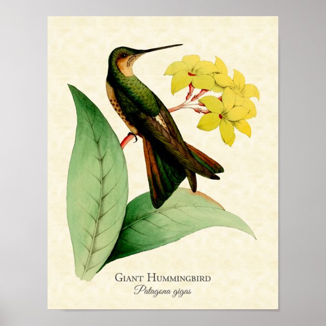 Poster Imprimer l'art des colibris géants (Devant)