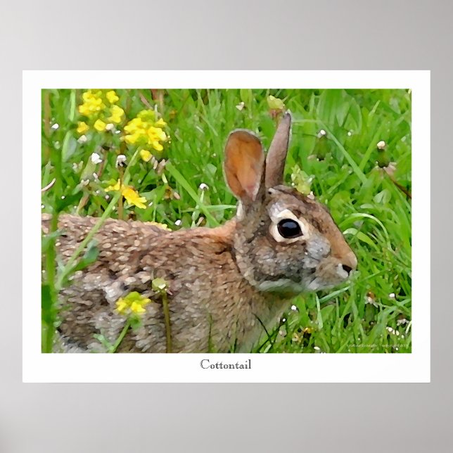 Poster Imprimer le lapin de coton (Devant)