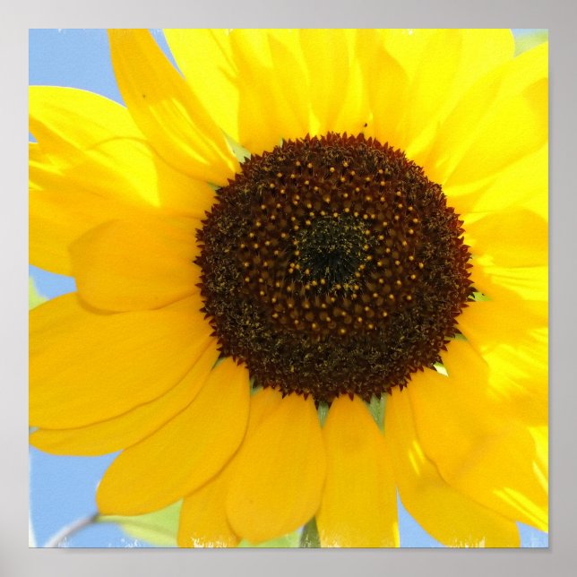 Poster Imprimer l'image de tournesol (Devant)