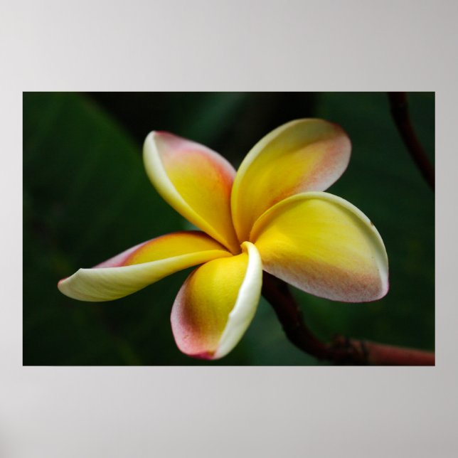 Poster Imprimer : Plumeria #3 (Devant)