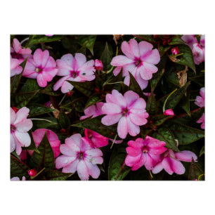 Poster Imprimer Tropical New Guinea Impatiens