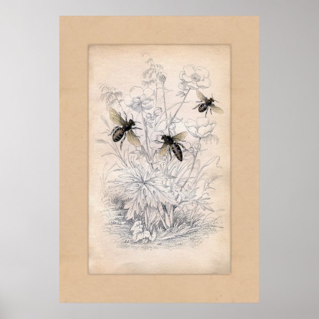 Poster Imprimerie d'abeilles de miel vintage (Devant)