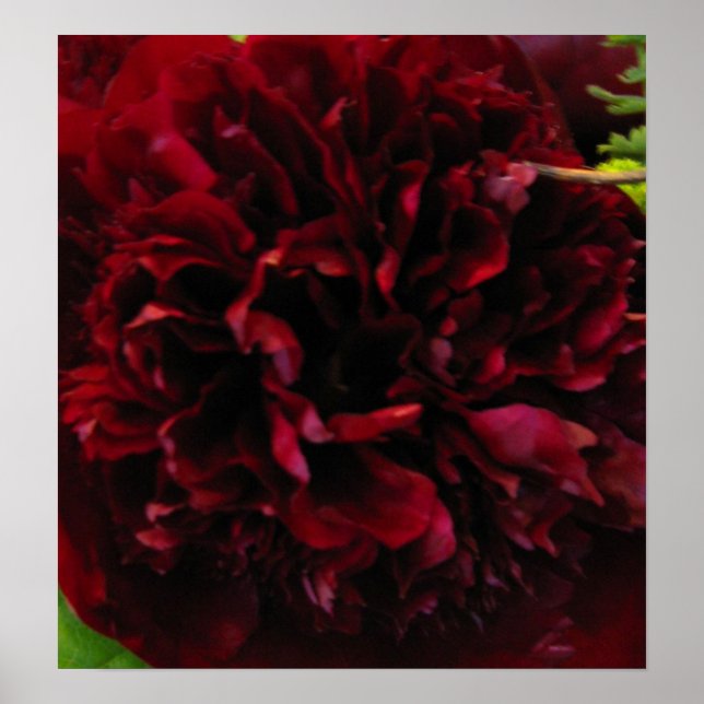 Poster Imprimez Proep Rich Red Peony (Devant)