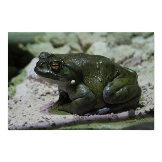 Poster Incilius alvarius (Devant)