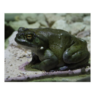 Poster Incilius alvarius