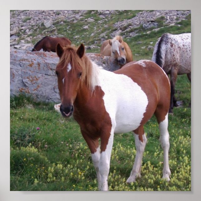 Poster indien Pony (Devant)
