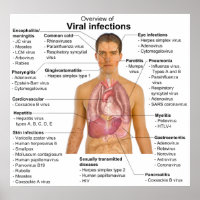 Infections virales et espèces en cause Graphique