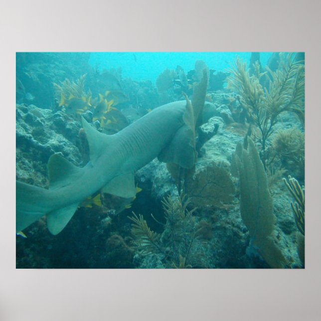 Poster Infirmière requin (Devant)