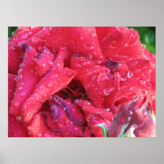 Poster Ingrid Bergman Hybrid Tea Rose 038