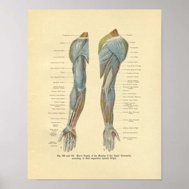 Poster Innervation vintage du bras de givre (Devant)