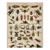 Insectes
