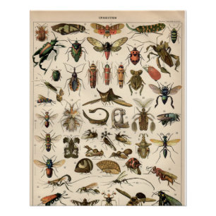 Poster Insectes