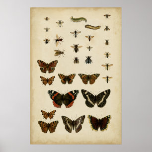 Poster Insectes de jardin par Vision Studio