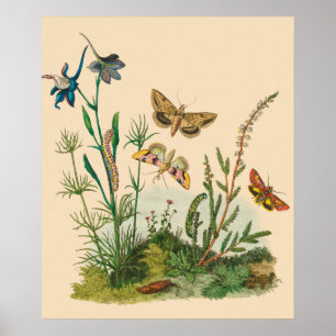 Poster Insectes vintages, Papillons, Caterpillar