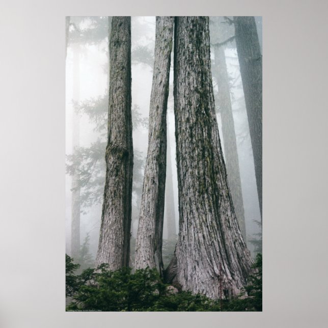 Poster Invoquer la forêt (Devant)