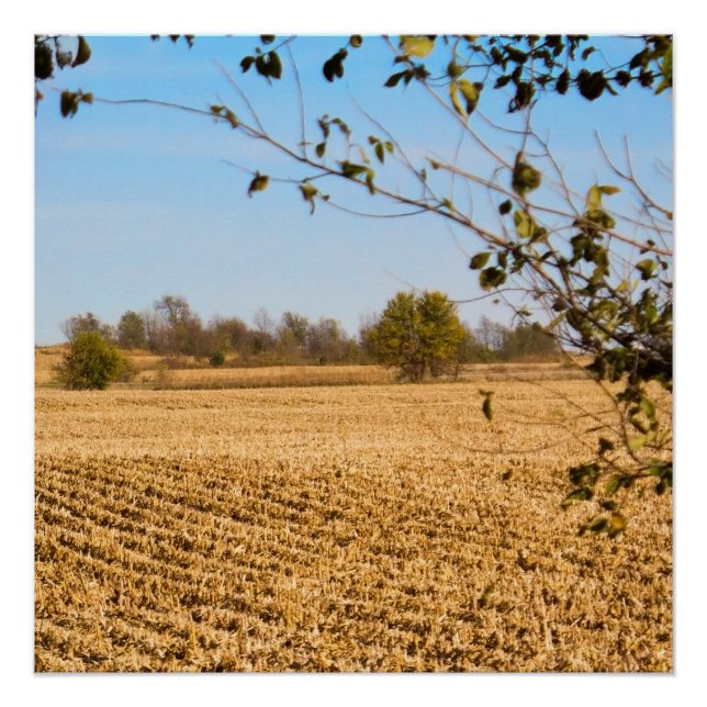 Poster Iowa Cornfield Panorama Photo v3 (Devant)