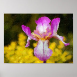 Poster Iris