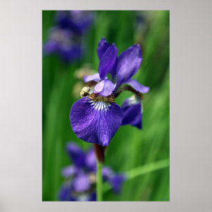 Poster Iris