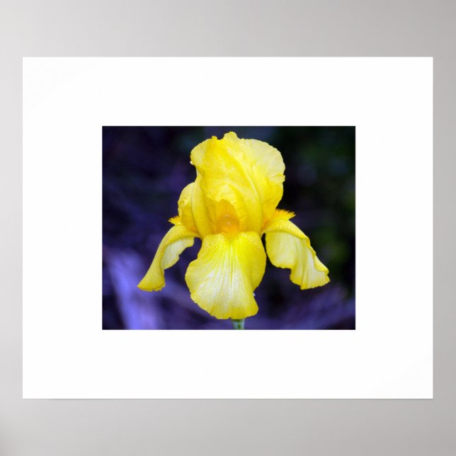 Poster Iris (Devant)