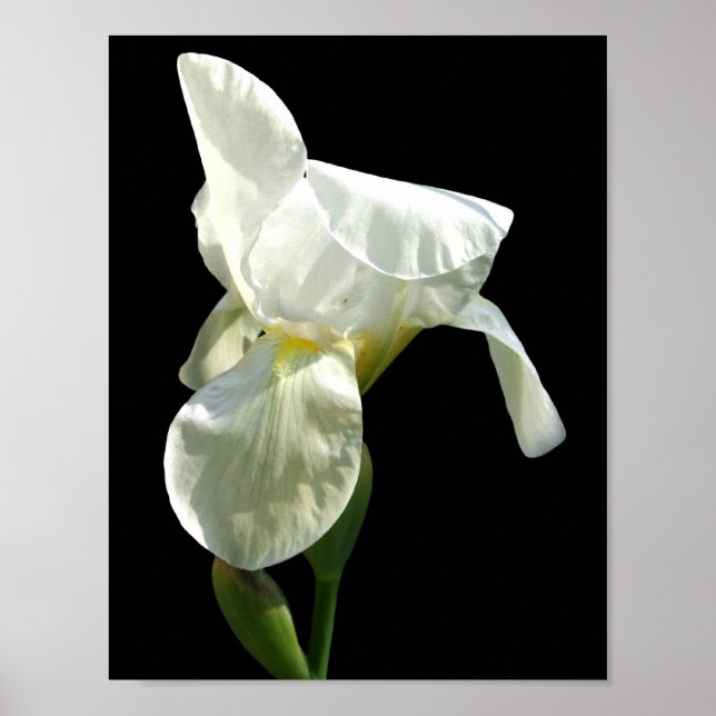 Poster Iris (Devant)