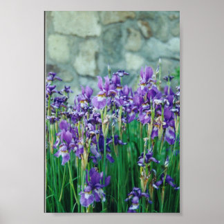 Poster Iris