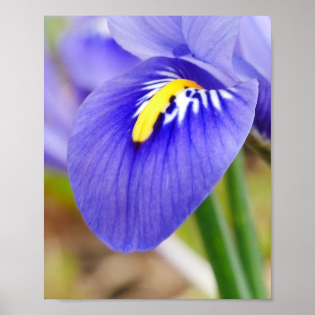 Poster Iris (Devant)