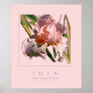 POSTER IRIS