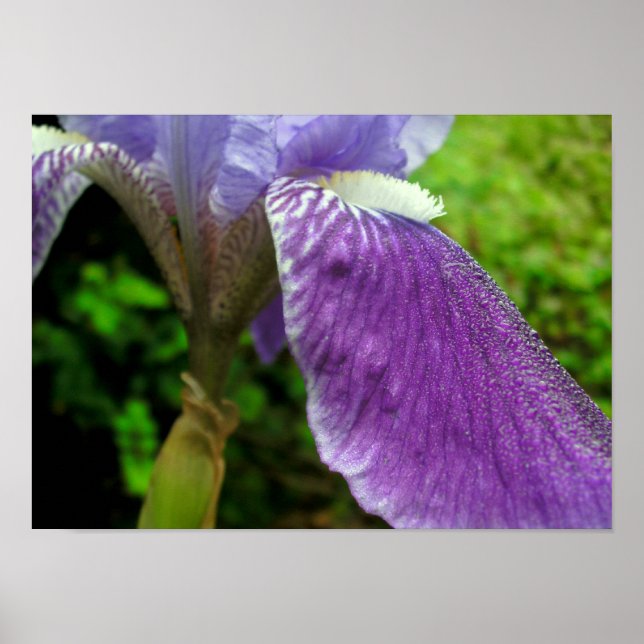 Poster Iris à mâcher (Devant)