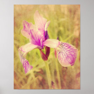 Poster Iris dans le rose