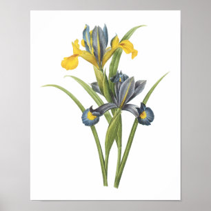 Poster Iris espagnol (Iris xiphium) par Redouté