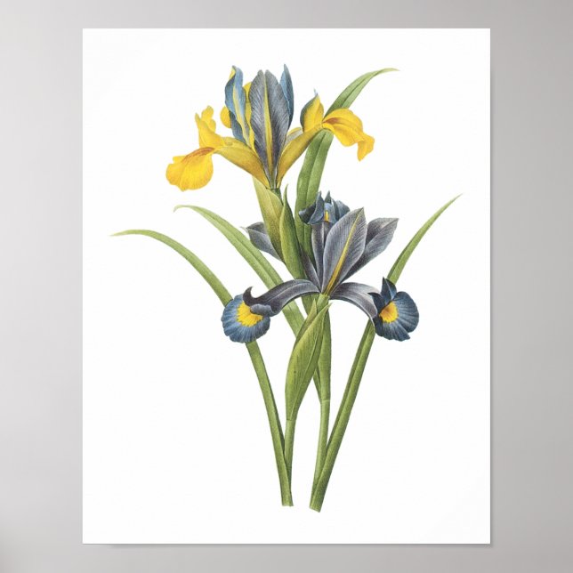 Poster Iris espagnol (Iris xiphium) par Redouté (Devant)