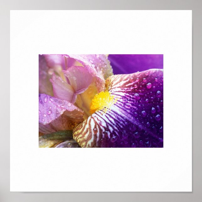 Poster Iris Flower (Devant)