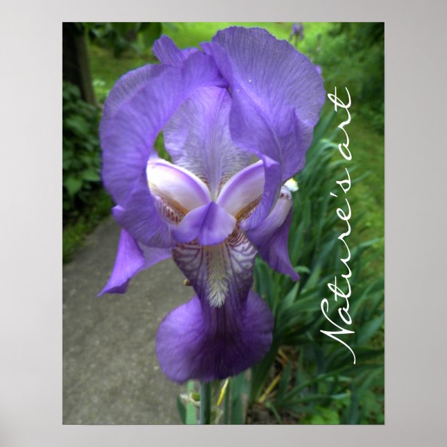 Poster Iris Flower Photographie (Devant)