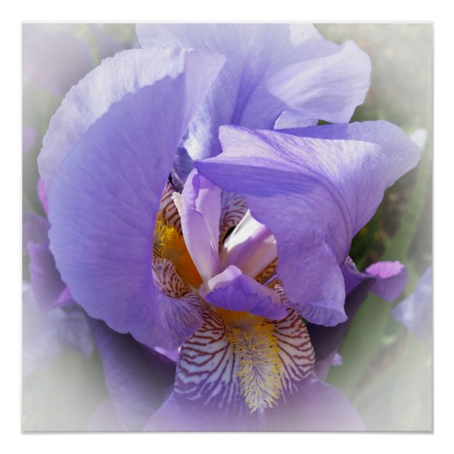 Poster iris pourpre (Devant)