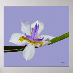 Poster - Iris - Quinzaine Lilly